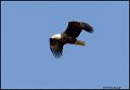 _0SB6728 american bald eagle